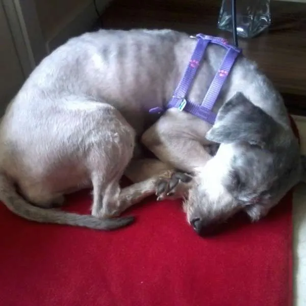 Cachorro raça não definida idade 4 anos nome cacau