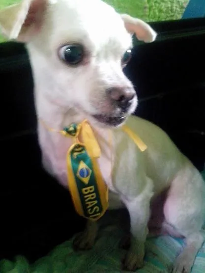 Cachorro ra a Poodle idade 6 ou mais anos nome Billy 