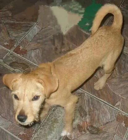 Cachorro ra a SRD idade 7 a 11 meses nome Marlei