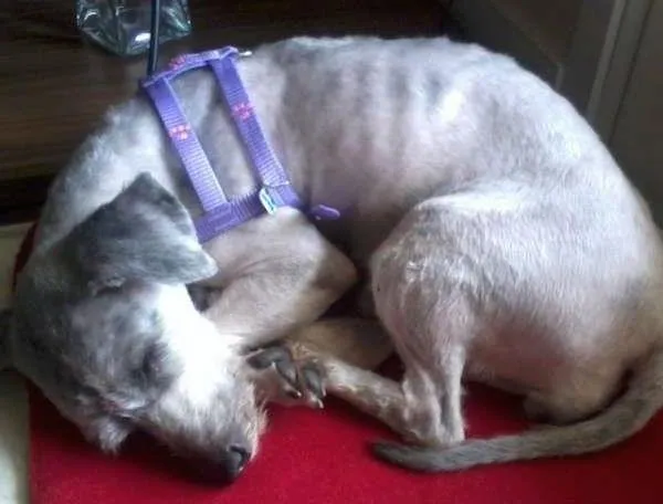 Cachorro raça não definida idade 4 anos nome cacau