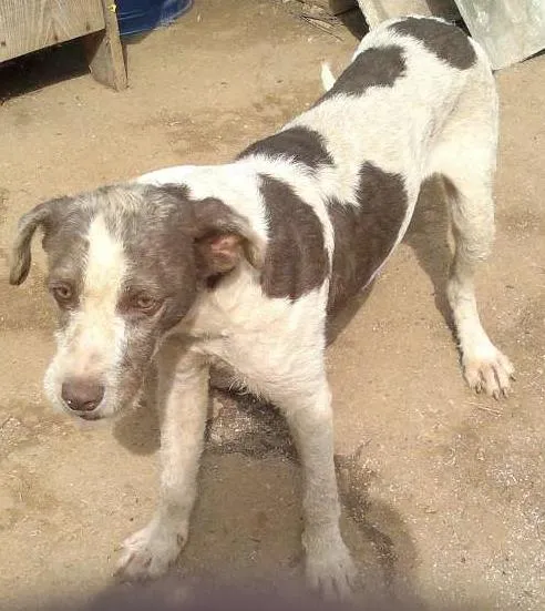 Cachorro ra a SRD idade 1 ano nome Caramelo