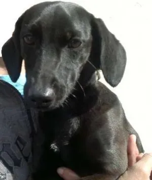 Cachorro raça SRD idade 2 anos nome Laila