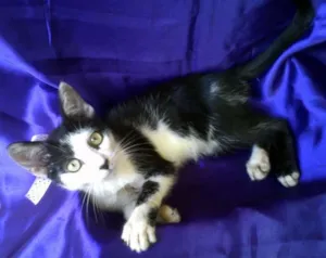 Gato raça SRD idade 2 a 6 meses nome Angelina Jolinha