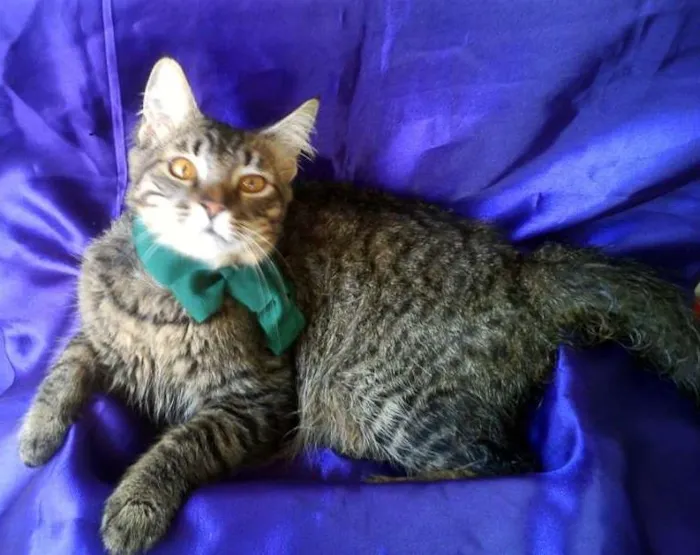 Gato ra a SRD idade 2 a 6 meses nome Corisco