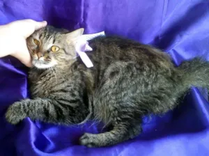 Gato raça SRD idade 2 a 6 meses nome Dadá