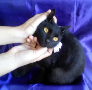 Gato raça SRD idade 2 a 6 meses nome Maria