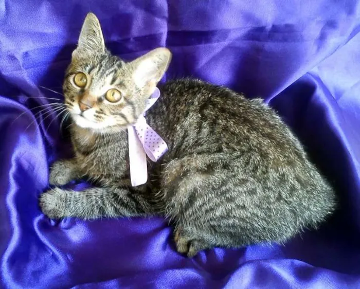 Gato ra a SRD idade 2 a 6 meses nome Morgana