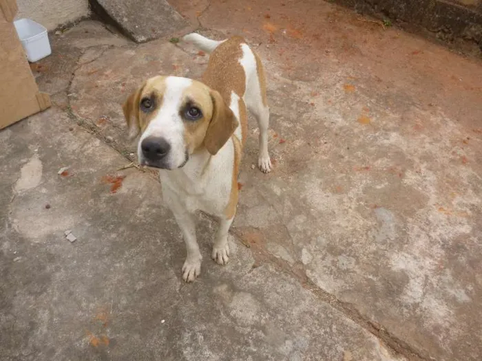 Cachorro ra a Vira Lata idade 2 anos nome Rabito