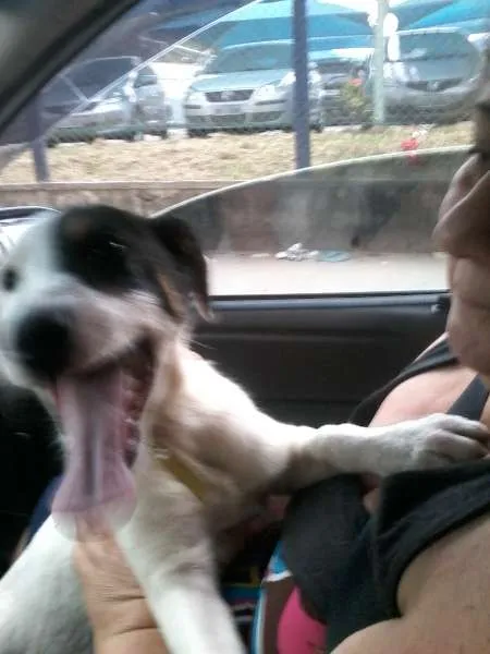Cachorro ra a SRD idade 2 a 6 meses nome SCOOBY