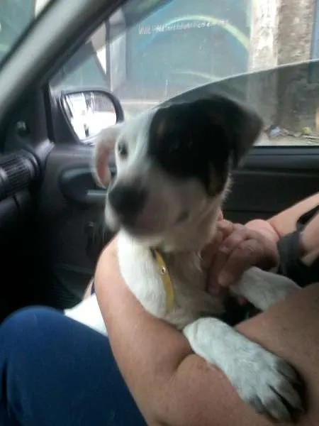 Cachorro ra a SRD idade 2 a 6 meses nome SCOOBY