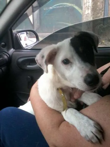 Cachorro ra a SRD idade 2 a 6 meses nome SCOOBY