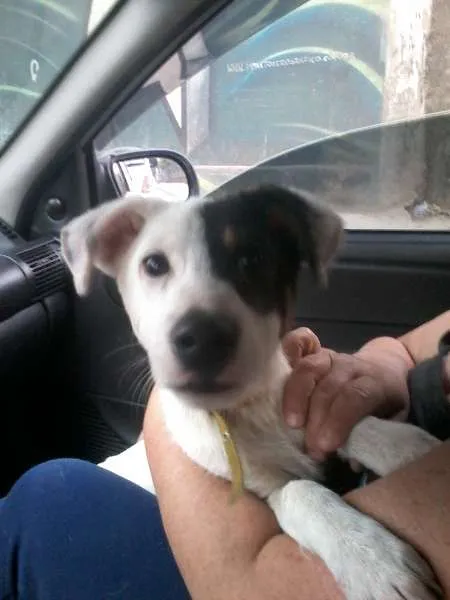 Cachorro ra a SRD idade 2 a 6 meses nome SCOOBY