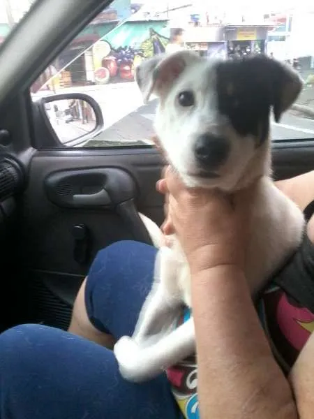 Cachorro ra a SRD idade 2 a 6 meses nome SCOOBY