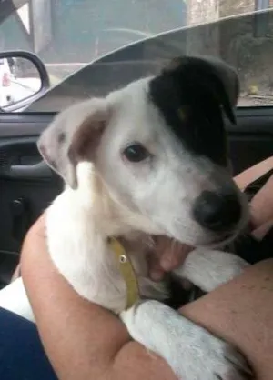 Cachorro raça SRD idade 2 a 6 meses nome SCOOBY