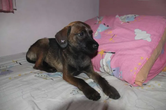 Cachorro ra a SRD idade 2 a 6 meses nome Pequena
