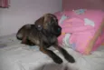 Pequena