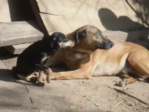 Cachorro raça SRD idade 3 anos nome BRUCE
