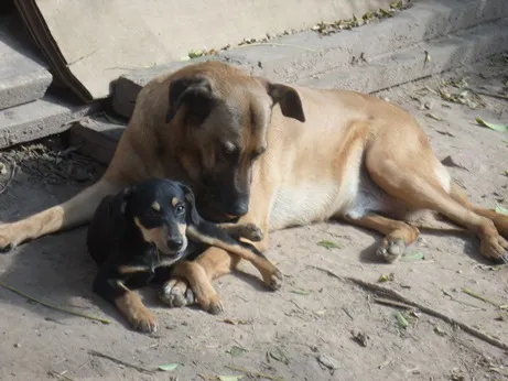 Cachorro ra a SRD idade 3 anos nome BRUCE