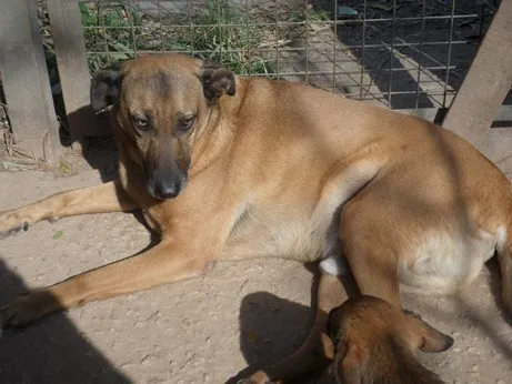 Cachorro ra a SRD idade 3 anos nome BRUCE