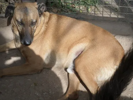 Cachorro ra a SRD idade 3 anos nome BRUCE