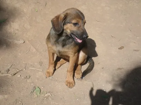 Cachorro ra a SRD idade 2 a 6 meses nome keity e keli