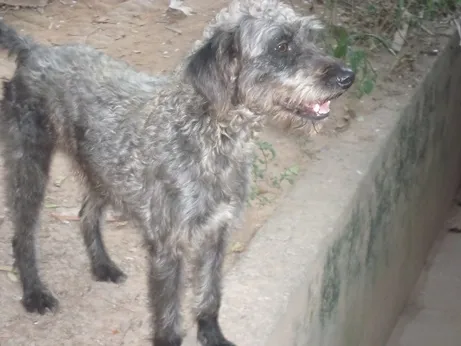 Cachorro ra a SRD idade 2 anos nome RONALDINHO