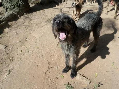 Cachorro ra a SRD idade 2 anos nome RONALDINHO