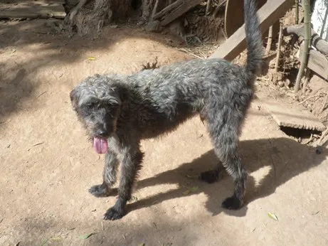 Cachorro ra a SRD idade 2 anos nome RONALDINHO