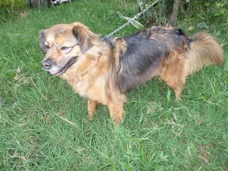 Cachorro ra a SRD idade 2 anos nome Drika
