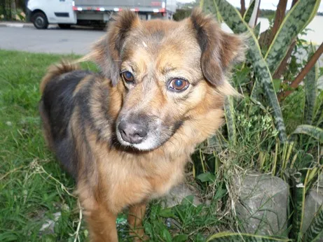 Cachorro ra a SRD idade 2 anos nome Drika