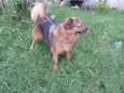 Drika