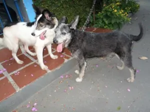 Cachorro raça SRD idade 2 anos nome casal