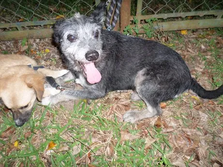 Cachorro ra a SRD idade 2 anos nome casal