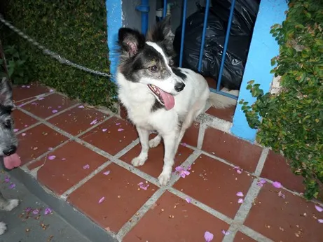 Cachorro ra a SRD idade 2 anos nome casal