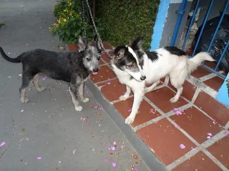Cachorro ra a SRD idade 2 anos nome casal
