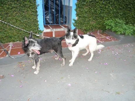 Cachorro ra a SRD idade 2 anos nome casal