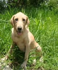 Cachorro raça labradar raciado idade 1 ano nome Nero