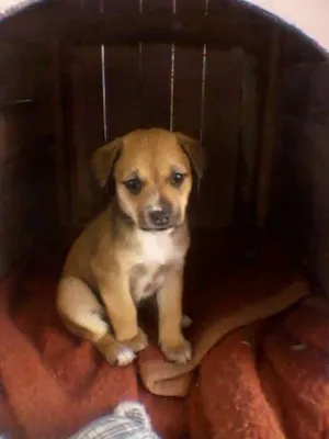 Cachorro raça SRD idade Abaixo de 2 meses nome princesa 