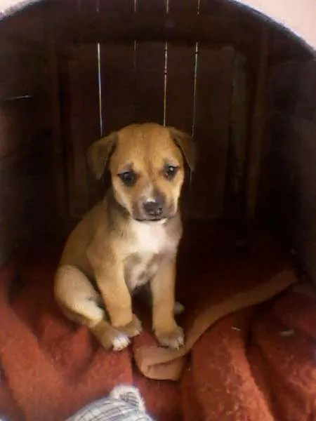 Cachorro ra a SRD idade Abaixo de 2 meses nome princesa 