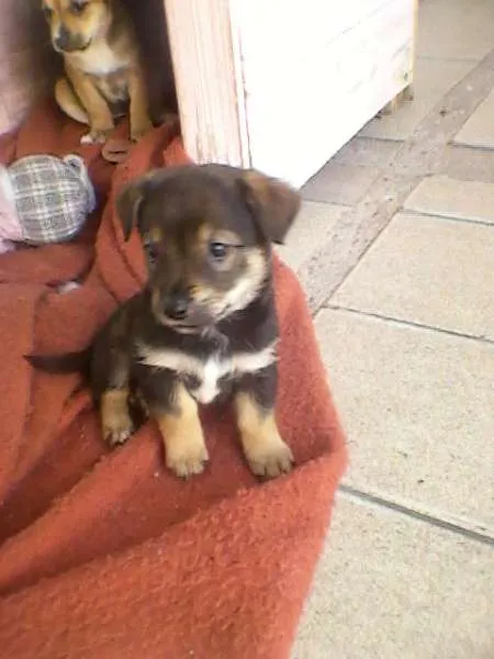 Cachorro ra a SRD idade Abaixo de 2 meses nome Garota 