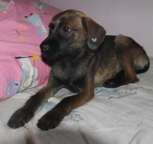Cachorro raça SRD idade 2 a 6 meses nome Pequena