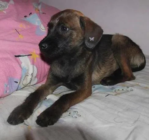 Cachorro ra a SRD idade 2 a 6 meses nome Pequena