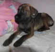 Pequena