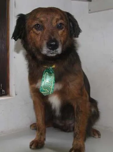 Cachorro raça SRD idade 3 anos nome Tigradinho