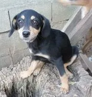 Cachorro raça SRD idade 2 a 6 meses nome KARINA