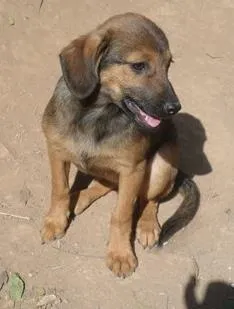 Cachorro ra a SRD idade 2 a 6 meses nome keity e keli
