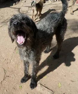 Cachorro ra a SRD idade 2 anos nome RONALDINHO