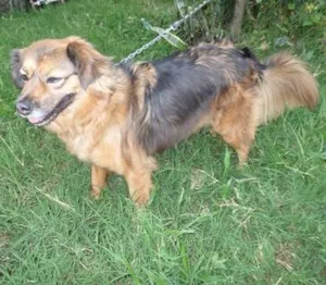 Cachorro raça SRD idade 2 anos nome Drika