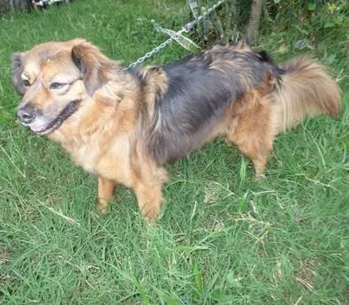 Cachorro ra a SRD idade 2 anos nome Drika