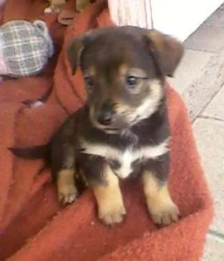 Cachorro ra a SRD idade Abaixo de 2 meses nome Garota 
